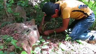 Cara menangkap kelinci pake jebakan