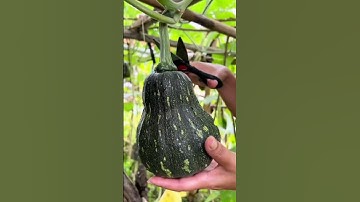 Pumpkin harvesting technique with sharp tools #farming #agriculture #shorts