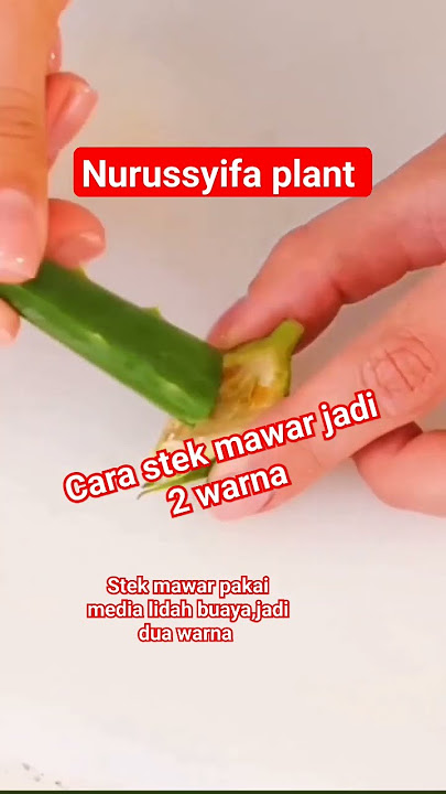 cara stek mawar jadi 2 warna #shorts