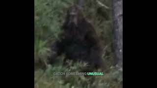 Bigfoot Road Sightings: What Lurks Beyond the Trees? #shorts