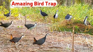 "Traditional Bird Trap" Easy Way to Catch Birds in the Forest Using String Trap #TheBirdKingdom