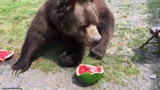 Leo and Jimbo eating their watermelon.