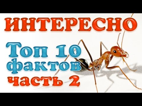 Интересные факты. Муравьи. 2 Часть