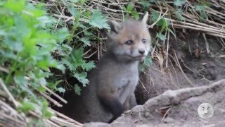 Маленькие лисята / little young foxes