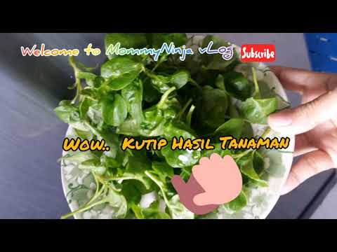 Jom TANAM SAYUR CARA MUDAH & BERHASIL. - YouTube