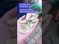 Finding free plants at the grocery store #plants #freeplants #propagation #proplifting