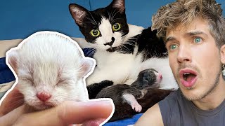I Rescued a Pregnant Cat & She Gave Birth to Kittens