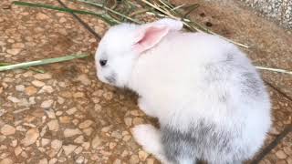 The cutest baby bunnies 18 days old Funny Baby Bunny Rabbit Videos - Baby Animal Video Compilation