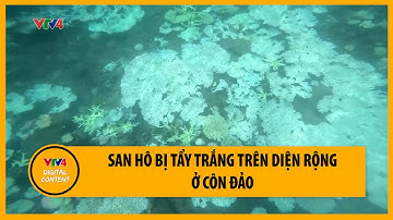 San hô bị tẩy trắng trên diện rộng ở Côn Đảo | VTV4