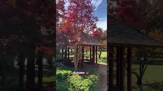 Autumn 😍🍂🍁#shortvideo #australia #aussie #canberra #4kvideo #travel