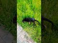 German shepherd puppy&#39;s having fun in the grass.