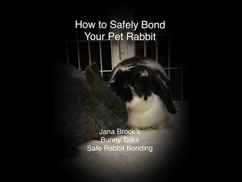 How To Safely Bond Your Pet Rabbit