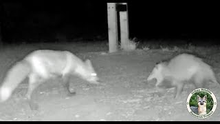 Trail Camera | Red Fox & Opossum Encounter