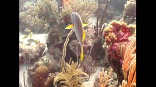 Bonaire 2011.wmv