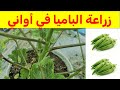 هكذا تزرع الباميا في اصيص دليل شامل خطوه بخطوه متطلبات العناية والسقي هكذا تزرع الباميا في اصيص دليل شامل خطوه بخطوه متطلبات العناية والسقي