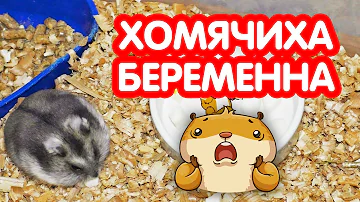 Хомячиха беременна – что делать? Как определить беременность у хомяка