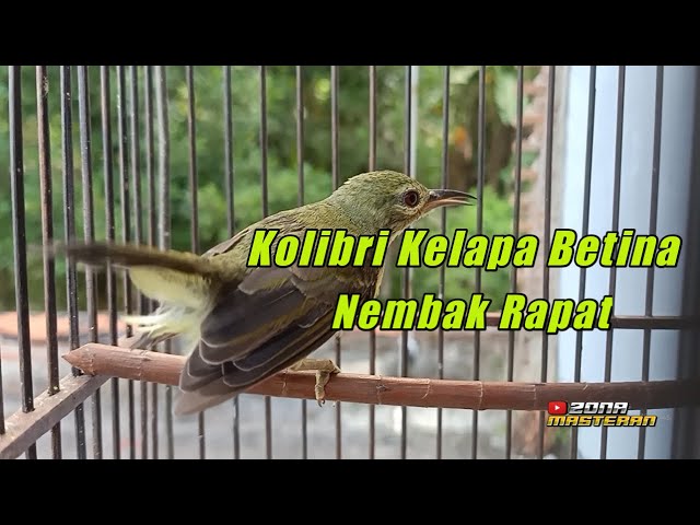 Masteran Kolibri Kelapa Betina Gacor Nembak | Pancingan Kolibri Manggar Kelapa Gacor class=