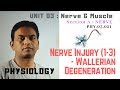 PHY.03.021. Nerve injury (1-3) : Wallerian Degeneration | Dr. Prashant Sharma