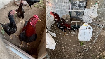 November 4, 2021 Tsis Tau Saib Qaib li Hnub No Mus Saib Seb Qaib Puas Nyob Zoo😁👍🎈