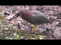 Green Heron preparing Frog for a lunch
