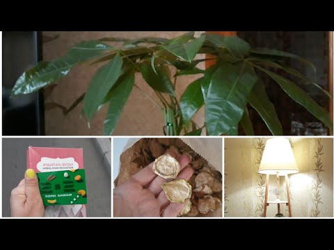 VLOG:ვლოგი ყველაფერზე