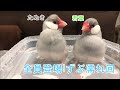 【シルバー文鳥】我が家の水浴び Bathing Java sparrows in our home
