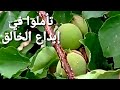 تأملوا في إبداع الخالق سبحانه زهرةالياسمين 