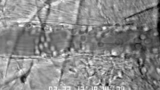 Ivbm 2010 Tnf Cremaster