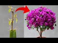 This secret helps you propagate any flower easily