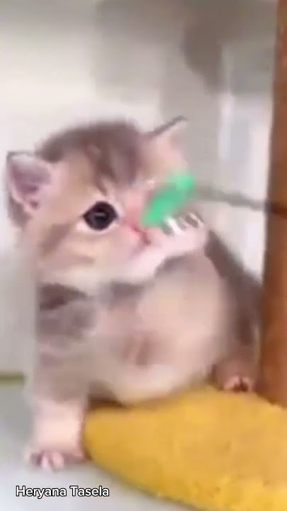 Little CuteKitten #shorts #cat #catlovers #trending