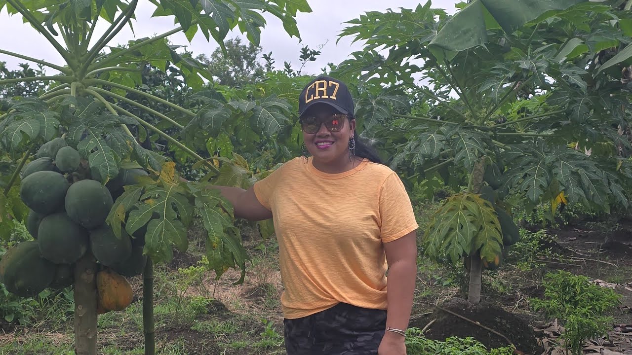 GUYANA 2024 - BIG FARM IN GUYANA / NICKY'S NATURAL FRUIT JUICES AND ICE CREAM