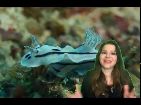 Video: ¿Cuándo aparecieron los gasterópodos por primera vez?