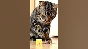 Kitty dons a fancy hat to mousetrap with pizzazz!  #shorts #tabbycat #trap #cat