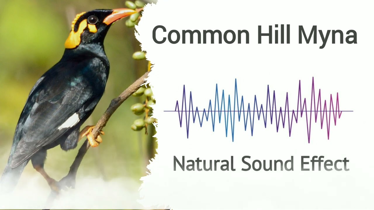 Common Hill Myna | Natural Sound Effects