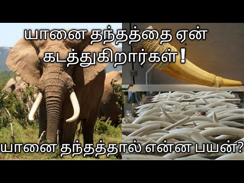 Why elephants are killed for their  tusks | secrets of elephant tusks |Uses of elephant tusks |Tamil