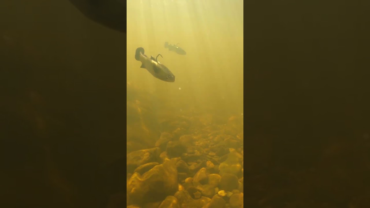 It's coming! ZMan Mulletron LT... 