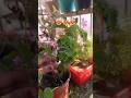 😻😻😻#flowers #plantlove #shorts #short #viralvideo #trending