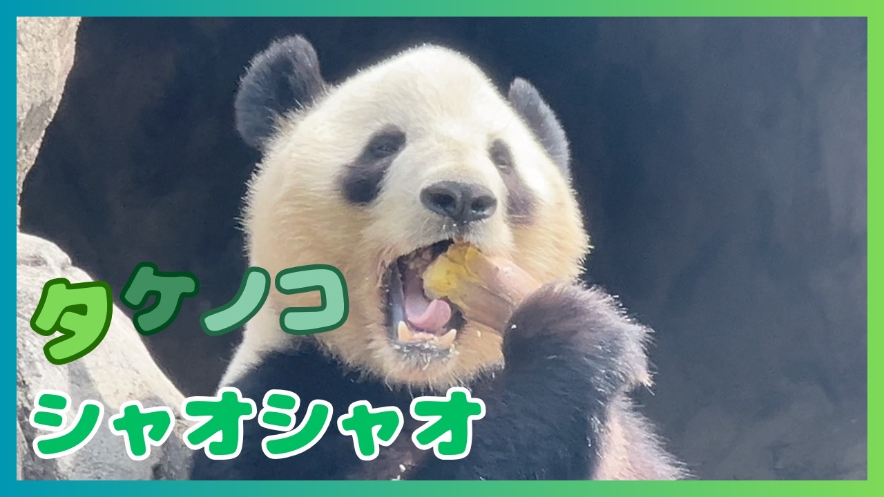 4/17 シャオシャオ】タケノコ丸っと1本美味しく食べたシャオくん