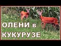 Олени поселились в Кукурузе