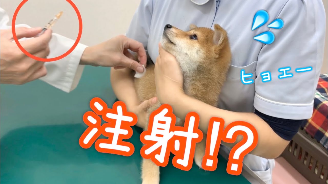 【生後2ヶ月豆柴子犬のワクチン注射】豆柴ラムちゃん21 YouTube