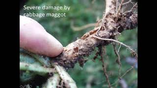 Brassica Pest Collaborative: Cabbage Root Maggot Biology, Management, and Research Updates