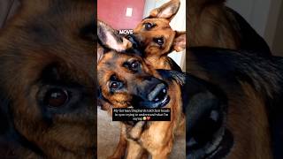These German Shepherds Are Twins 😂