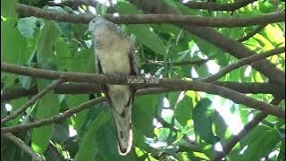 perkutut betina lokal alam liar suara gacor memanggil jantan