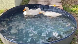 Fresh pool and the ducks are living their best life