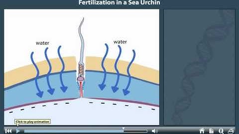 Sea Urchin fertilization animation
