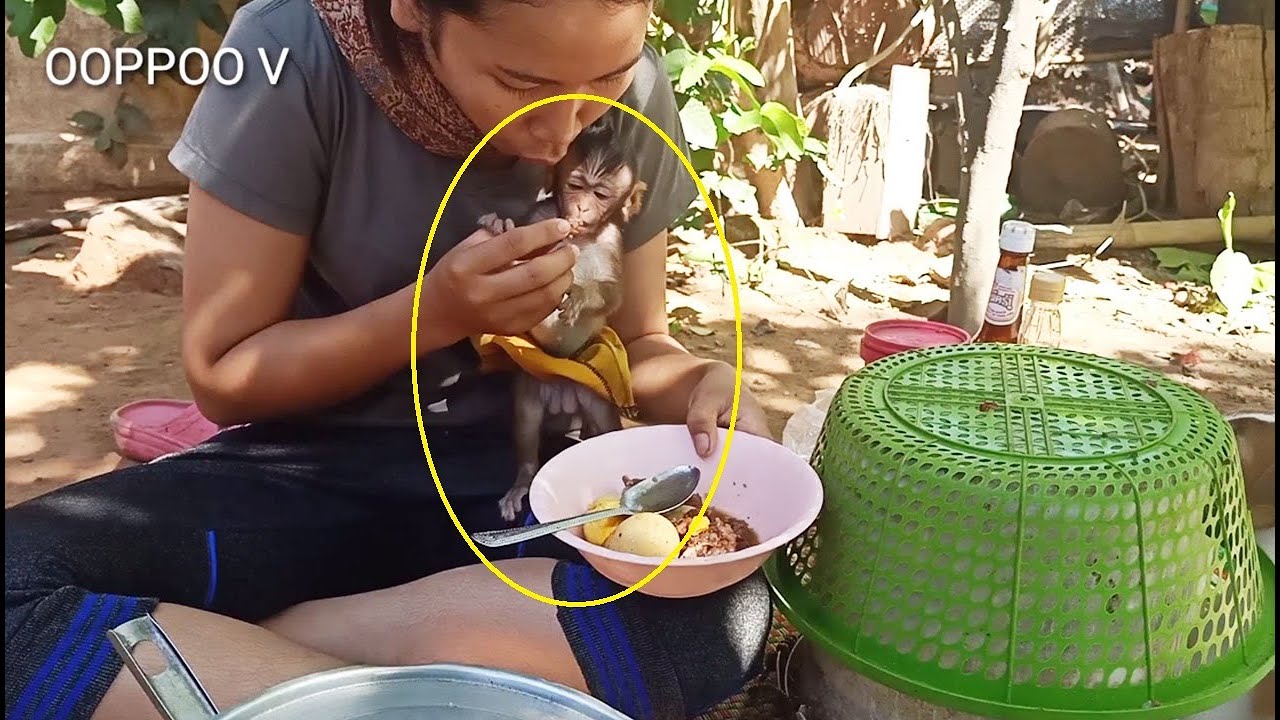 Mom take care Monkey Janny /Janny want to eat eggs