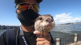 Enoshima cycling again [Otter life Day 85] カワウソと行く江ノ島サイクリング再び