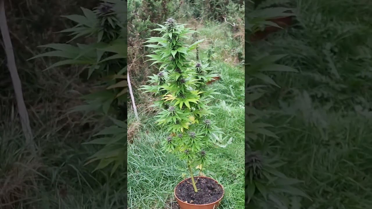 BIG BUDS GUERILLA GROW 2025💫💢💥🪴