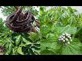 Transform Your Life With Cassava Leaf Totomereka Kohwe Po And Susumasa Leaves Transform Your Life With Cassava Leaf Totomereka Kohwe Po And Susumasa Leaves
