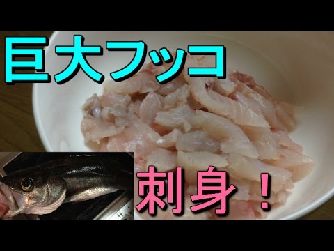 50cm級 釣った巨大フッコ シーバス をさばいて刺身 大量に身が取れた Youtube